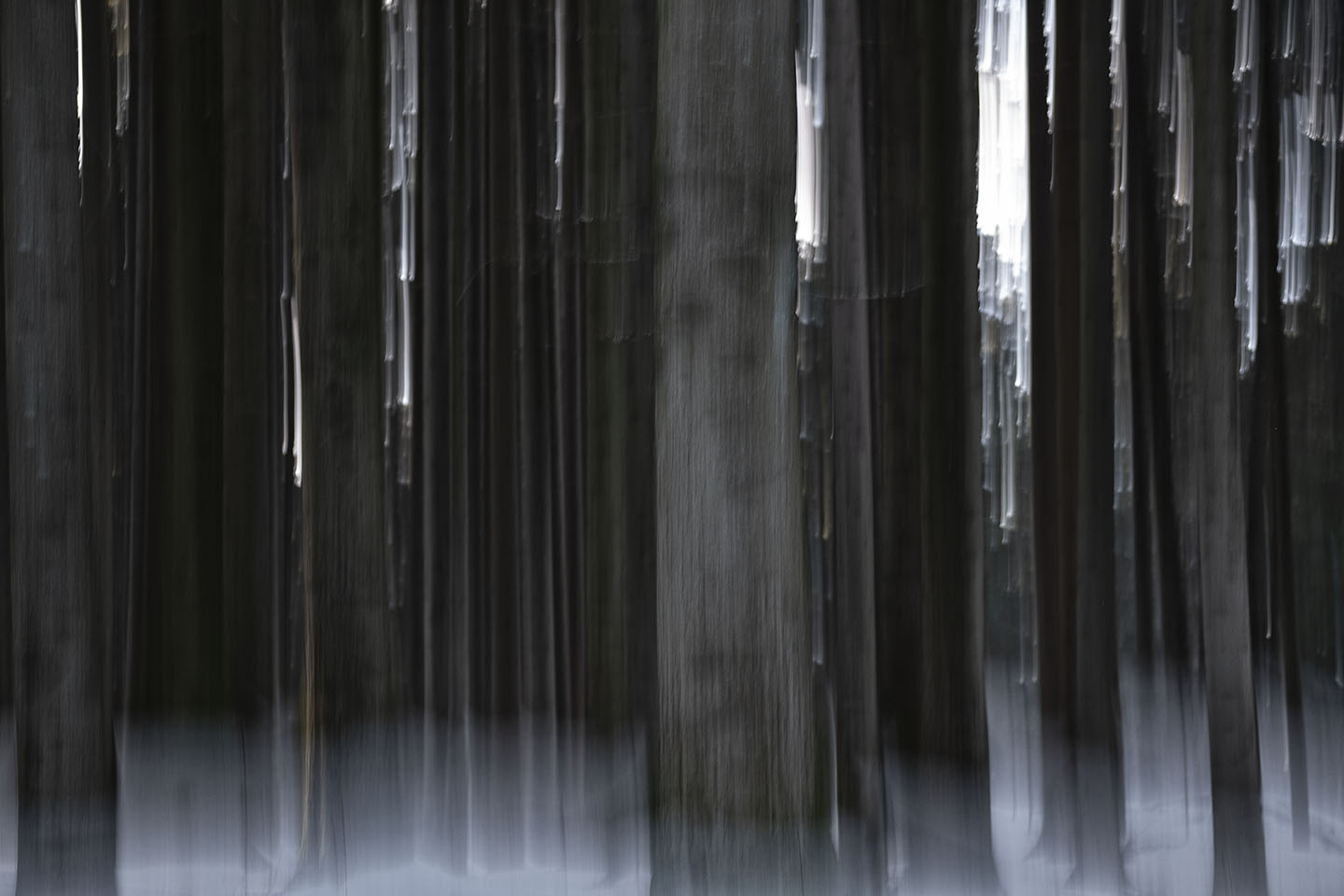 Winter im Risi-Wald